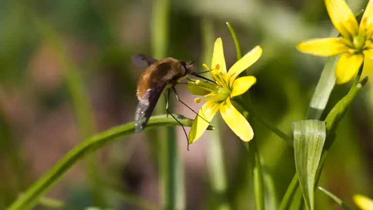 Bi ved blomster